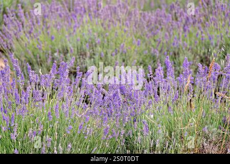 lavandula di lavanda, piante di fiori viola in fattoria, sole estivo all'aperto, natura delle api, profumo di olio Foto Stock