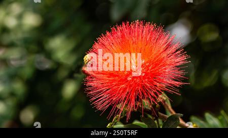 Il fiore di sfogo è un nome comune per la Calliandra haematocephala, un arbusto fiorito originario del Brasile. E' conosciuto per i suoi ammassi di rosso brillante. Foto Stock