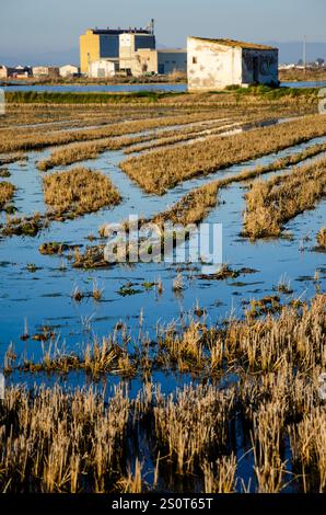 Ricefields nel Delta del Ebro Nature Park. Tarragona. Spagna Foto Stock