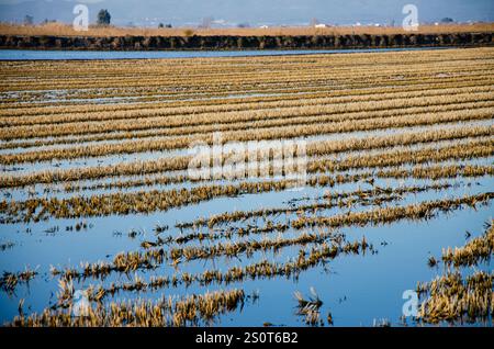 Ricefields nel Delta del Ebro Nature Park. Tarragona. Spagna Foto Stock