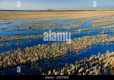 Ricefields nel Delta del Ebro Nature Park. Tarragona. Spagna Foto Stock