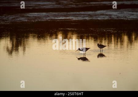 Ricefields nel Delta del Ebro Nature Park. Tarragona. Spagna Foto Stock