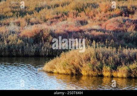 Ricefields nel Delta del Ebro Nature Park. Tarragona. Spagna Foto Stock