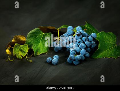 Uno splendido primo piano di un vivace grappolo di uve con bacche blu intenso e foglie verdi lussureggianti, adagiato su un drammatico sfondo scuro Foto Stock