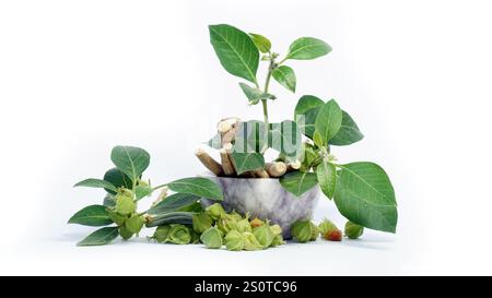 Ashwagandha Dry Root Medicinal Herb con foglie fresche, noto anche come Withania Somnifera, Ashwagandha, Ginseng indiano, Poison Gooseberry, o Winter che Foto Stock