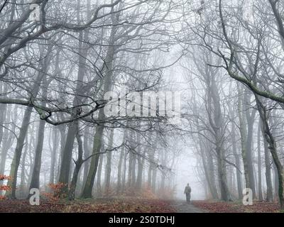 Nebbia ad Adlington. Giornata nebbiosa nel bosco con una donna solitaria. Adlington vicino a Chorley nel Lancashire Foto Stock