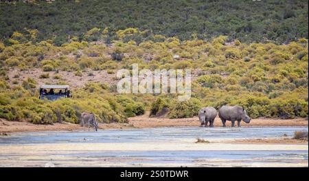 Coppia di rinoceronti bianchi e un'antilope che beve al bordo delle acque osservata da un veicolo da safari nella riserva di caccia Aquila, Sud Africa, il 6 dicembre 2024 Foto Stock