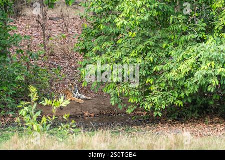 tigre maschio del bengala selvaggio o cucciolo di tigri del panthera seduto nella stagione invernale safari nella riserva forestale del parco nazionale bandhavgarh madhya pradesh india asia Foto Stock