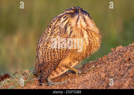 bittern eurasiatico o bittern grande o botaurus stellaris primo piano o ritratto sfondo verde naturale in migrazione invernale parco nazionale di keoladeo india Foto Stock