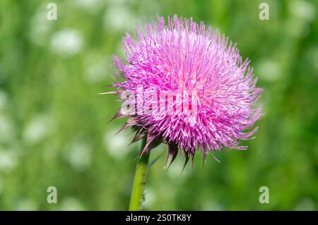 Primo piano della testa di fiori di Musk Thistle macro. Foto Stock