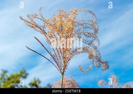 Zebra Grass ornamentale con sfondo di cielo blu e nuvole. Foto Stock