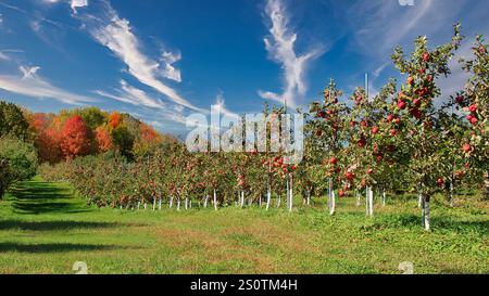 Frutteto di mele con filari di mele mature e brillante fogliame autunnale. Foto Stock