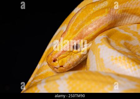 Primo piano di un pitone giallo su uno sfondo nero che mostra le sue scale dai colori vivaci, Tree Snake. Foto Stock