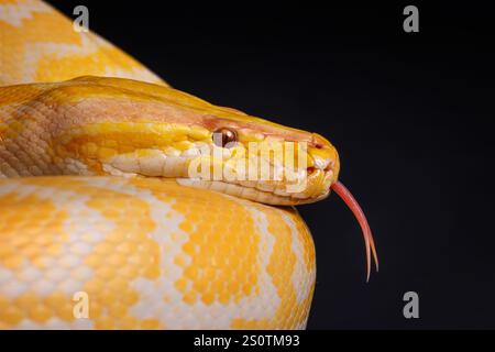 Primo piano di un pitone giallo su uno sfondo nero che mostra le sue scale dai colori vivaci, Tree Snake. Foto Stock