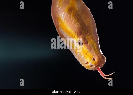 Primo piano di un pitone giallo su uno sfondo nero che mostra le sue scale dai colori vivaci, Tree Snake. Foto Stock