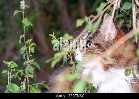 Primo piano del gatto forestale norvegese all'aperto. look attento e astuto Foto Stock