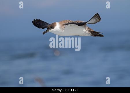 Grande shearwater Puffinus gravis in volo sopra il mare nei pressi di Grand Manan Island Baia di Fundy Canada Agosto 2016 Foto Stock