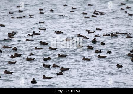 Sooty shearwater Puffinus griseus vicino alle isole Falkland Foto Stock