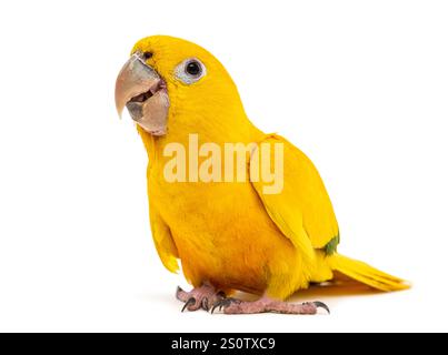 Parakeet dorato o conure dorate, Guaruba guarouba, isolato su bianco Foto Stock