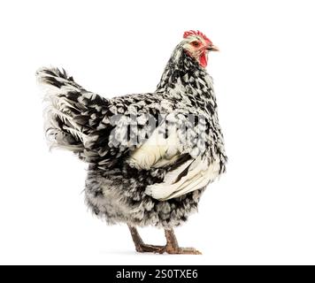 Gallina Gournay bianca e nera, pollo Norman Gournay che guarda la macchina fotografica, isolata sul bianco Foto Stock