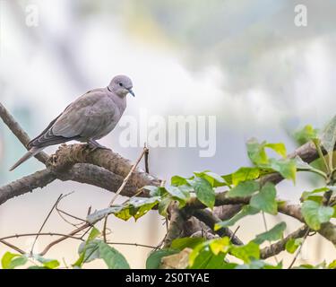 Una colomba con colletto appoggiata su un albero Foto Stock