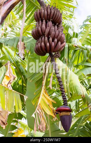 Banana rossa appesa alla pianta in Tanzania Africa orientale Foto Stock