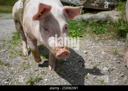 Paesaggio alpino con maiali liberi che si godono un prato estivo. Circondato da erba lussureggiante, montagne e cieli blu. Foto Stock