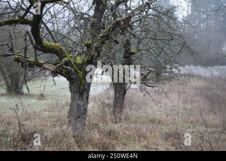 Vecchia piantagione di ciliegi con alberi di Hoarfrost, nebbia e muschio Foto Stock