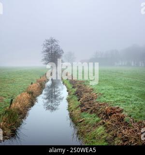 albero riflesso nell'acqua del canale vicino al prato e alla fattoria nella nebbia invernale vicino a utrecht nei paesi bassi Foto Stock