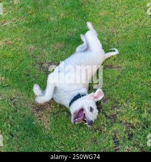 Un mongrel dai colori chiari, che rotola felicemente sull'erba. Foto Stock