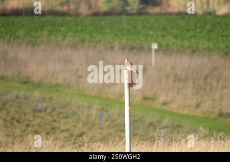 Primo piano di un gheppio (Falco tinnunculus) rapitore di uccelli sedeva su un palo di legno Foto Stock