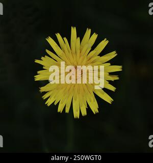 Alga dell'orecchio del topo, nota anche come alga dell'orecchio del topo o alga dei capelli lunghi (Hieracium pilosella), pianta medicinale usata in medicina come diure Foto Stock