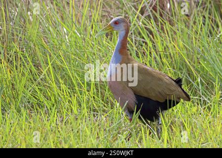 Ypecaharalle, Aramides ypecaha, Argentina, Sud America Foto Stock