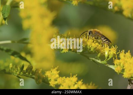 Ape di seta d’edera (Colletes hederae), WIldbiene, Solidago canadensis, Sandhausen, Germania, Europa Foto Stock