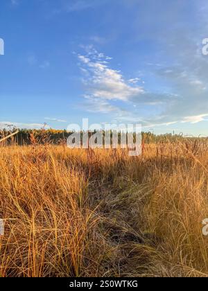Un'ampia prateria bagnata dalla luce soffusa del mattino durante l'alba, con un cielo limpido sopra. Foto Stock
