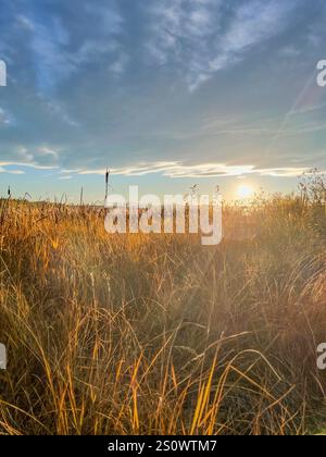 Un tranquillo campo di alte erbe bagnate dalla luce dorata del sole durante l'alba, incorniciato da un cielo limpido. Ideale per la natura, i viaggi e lo stile di vita. Foto Stock