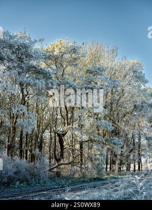splendida scena invernale autunnale con file di abeti e abeti ricoperti di ghiaccio, neve e gelo Foto Stock