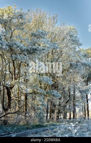 splendida scena invernale autunnale con file di abeti e abeti ricoperti di ghiaccio, neve e gelo Foto Stock