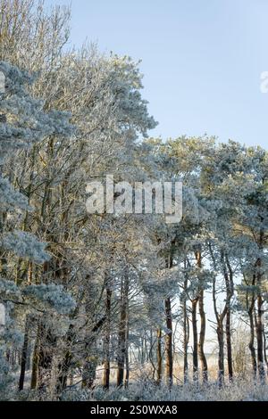 splendida scena invernale autunnale con file di abeti e abeti ricoperti di ghiaccio, neve e gelo Foto Stock