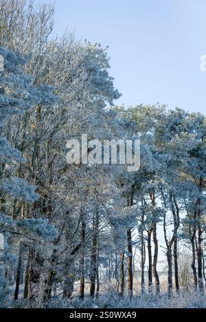 splendida scena invernale autunnale con file di abeti e abeti ricoperti di ghiaccio, neve e gelo Foto Stock