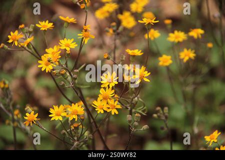 Virginia, Stati Uniti. Ragwort dorato (Packera aurea) in fiore. Foto Stock