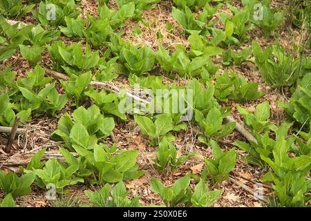 Virginia, Stati Uniti. Symplocarpus foetidus (cavolo puzzolente) lascia in primavera. Foto Stock