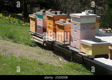 Alveari di legno Foto Stock