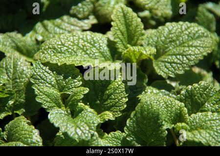 Primo piano di una pianta di balsamo di limone (Melissa officinalis) Foto Stock