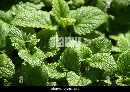 Primo piano di una pianta di balsamo di limone (Melissa officinalis) Foto Stock