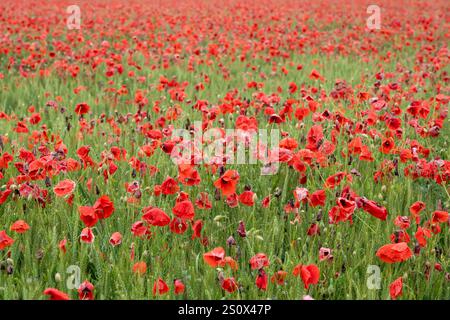 Un campo pieno di papavero rosso (Papaver rhoeas) noto anche come Cord Rose, common, corn, Field e Flanders papavero Foto Stock