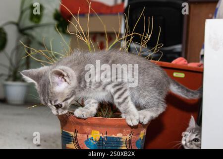 I suoi ampi e curiosi occhi riflettono un'innocenza affascinante. Questo gattino grigio tabby Scottish Fold si trova a giocare tranquillamente vicino a un vaso di fiori. Un momento perfetto Foto Stock