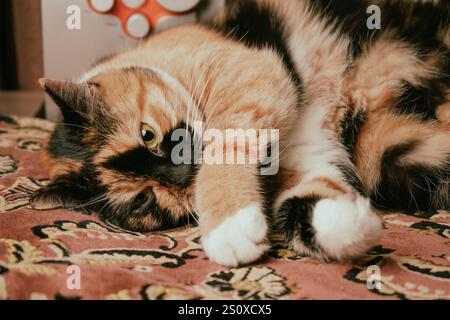 Un gatto tricolore lounge su un'accogliente coperta a motivi geometrici. Il rivestimento arancione, nero e bianco risplende sotto una luce delicata. La sua posa rilassata e la sua forza di resistenza Foto Stock