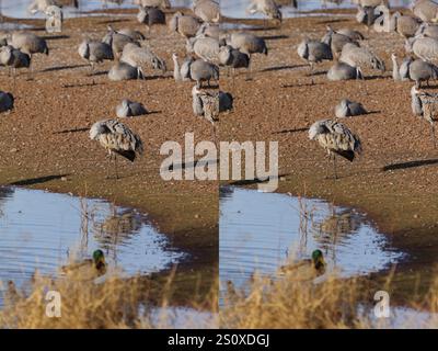 White Water Draw Stereogram 28 Dic 2024 8 Foto Stock