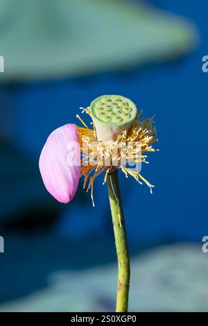 Fiore di loto sacro (Nelumbo nucifera) e le sue cialde di semi, diga di Fogg, Northern Territory, NT, Australia Foto Stock